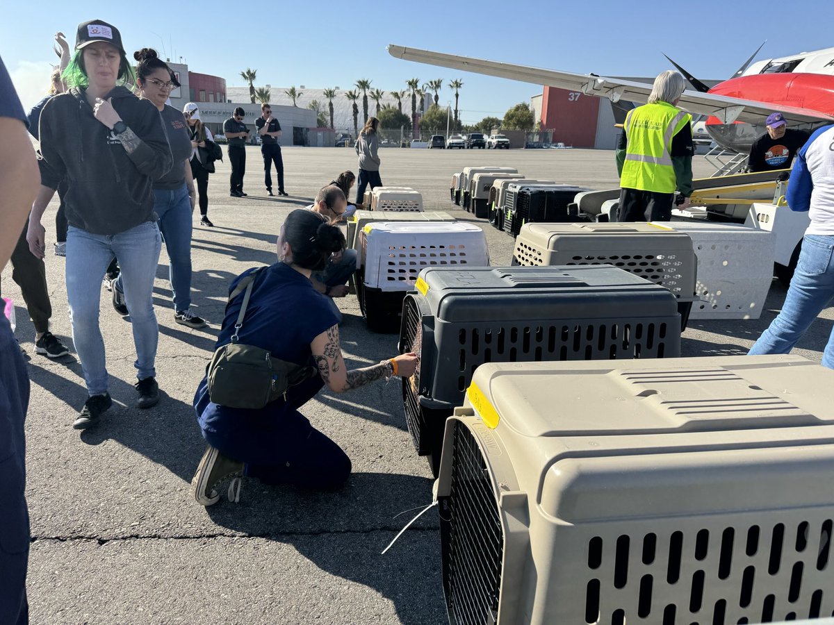🚨 HAPPENING NOW 🚨

At this very moment, 58 cats and 26 dogs from #LosAngeles are in the air and headed to our Sanctuary in Kanab!

A huge shoutout to Wings of Rescue, Angel City Pit Bulls, and our team in LA for making this happen. Stay tuned for their arrival in Utah! ^kw