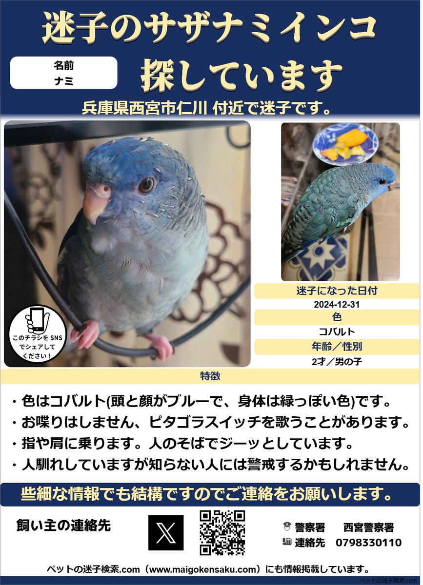 BALTO0380's tweet photo. 2024/12/31の午前11時頃からサザナミインコを探しています！
人の足元でジーッと静かにしているのが大好きな子です。
些細なことでも、情報提供お願いします！
#迷子鳥 #迷い鳥 #インコ #兵庫県  #拡散希望 https://t.co/hymyc8xdAr