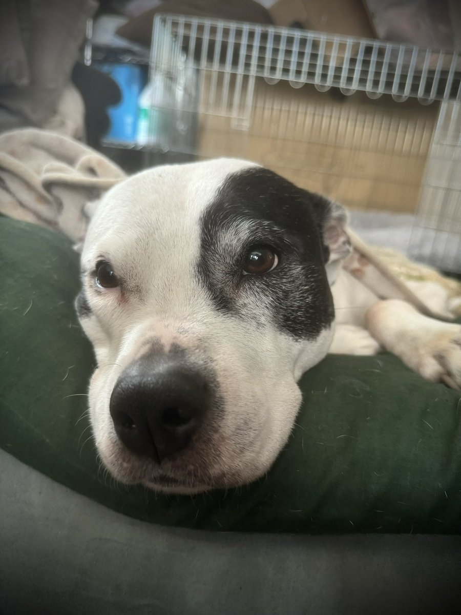TommyKubiski's tweet photo. Happy Saturday, everybody! I hope you all &amp; your families have a great weekend. Pearl update: Pearly has pancreatitis and is on a prescription diet and medication to hopefully help it return to normal function so her bloating can come down and she will feel better. Also waiting.. https://t.co/eYtnDdPi8i