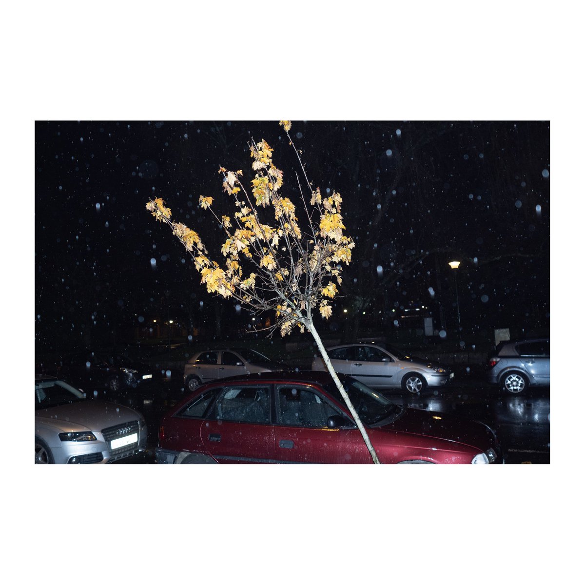 jmgiz's tweet photo. #streetphotography #tree #reds #winter #nadal #storm #rain https://t.co/BwJ5cimMii