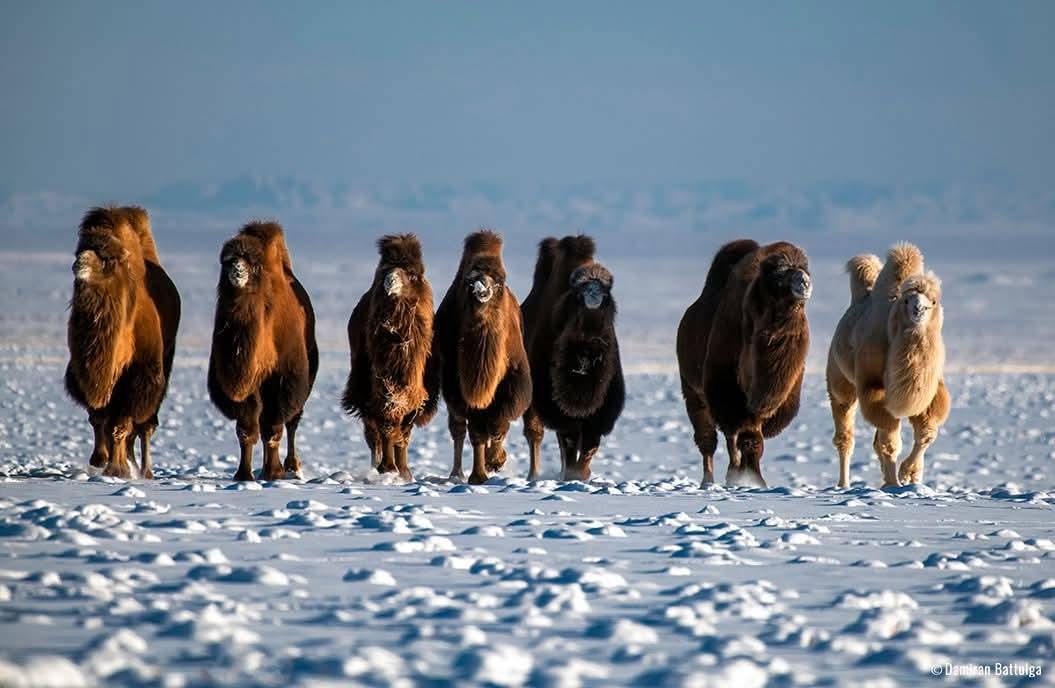 Өглөөний мэнд