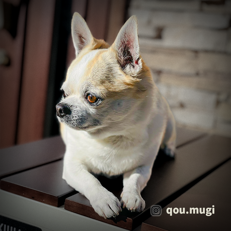 Joepapablog's tweet photo. 🔁RP100%📷⇒ #ペット部乙 or #ANIMZ （◎⇒ペットや動物投稿 ✕⇒不快、不適切） https://t.co/GcxcRrSNrf