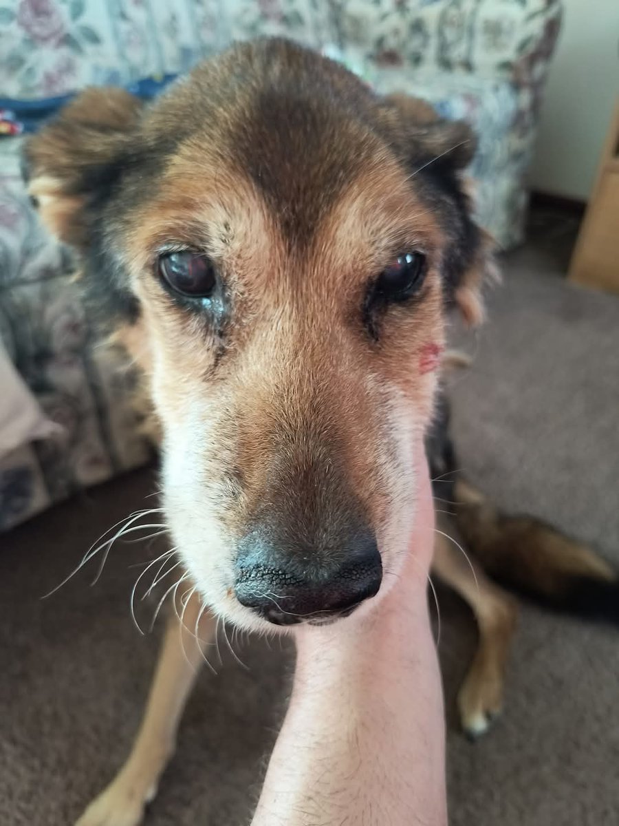 10_millons's tweet photo. @elonmusk I find this PERRITE THIS VERY BAD IF ANYONE WANTS to support with something to take it to the VETERINARY THAT AGRADESERIAL LES I leave the account number FOR WHERE they want or can be 014028250138050737 THERE WE WAS WE NOT HAVE HAVE WE HAVE ANIMO https://t.co/ARHrRf0Fc6