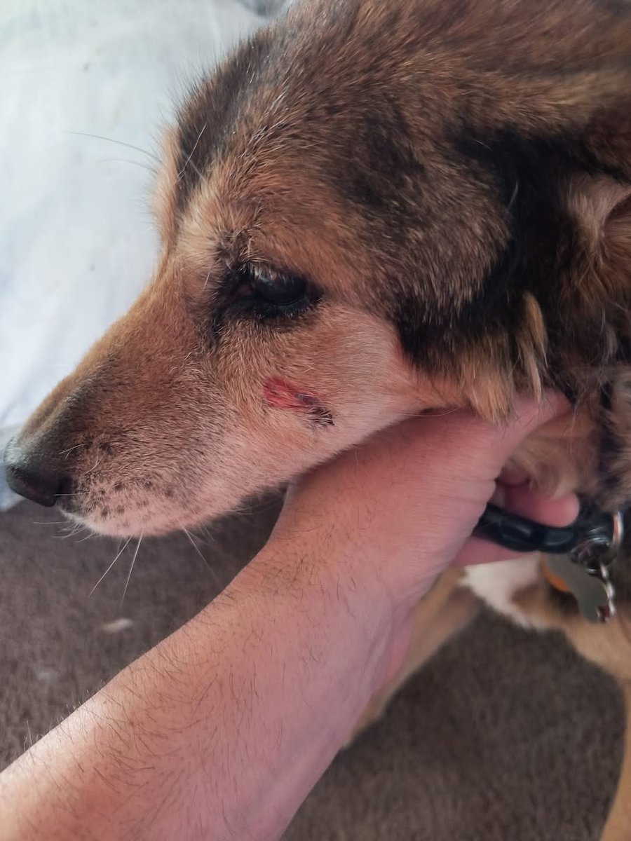 10_millons's tweet photo. @elonmusk I find this PERRITE THIS VERY BAD IF ANYONE WANTS to support with something to take it to the VETERINARY THAT AGRADESERIAL LES I leave the account number FOR WHERE they want or can be 014028250138050737 THERE WE WAS WE NOT HAVE HAVE WE HAVE ANIMO https://t.co/ARHrRf0Fc6
