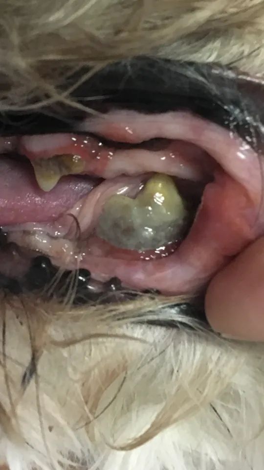 10_millons's tweet photo. @elonmusk I find this PERRITE THIS VERY BAD IF ANYONE WANTS to support with something to take it to the VETERINARY THAT AGRADESERIAL LES I leave the account number FOR WHERE they want or can be 014028250138050737 THERE WE WAS WE NOT HAVE HAVE WE HAVE ANIMO https://t.co/ARHrRf0Fc6