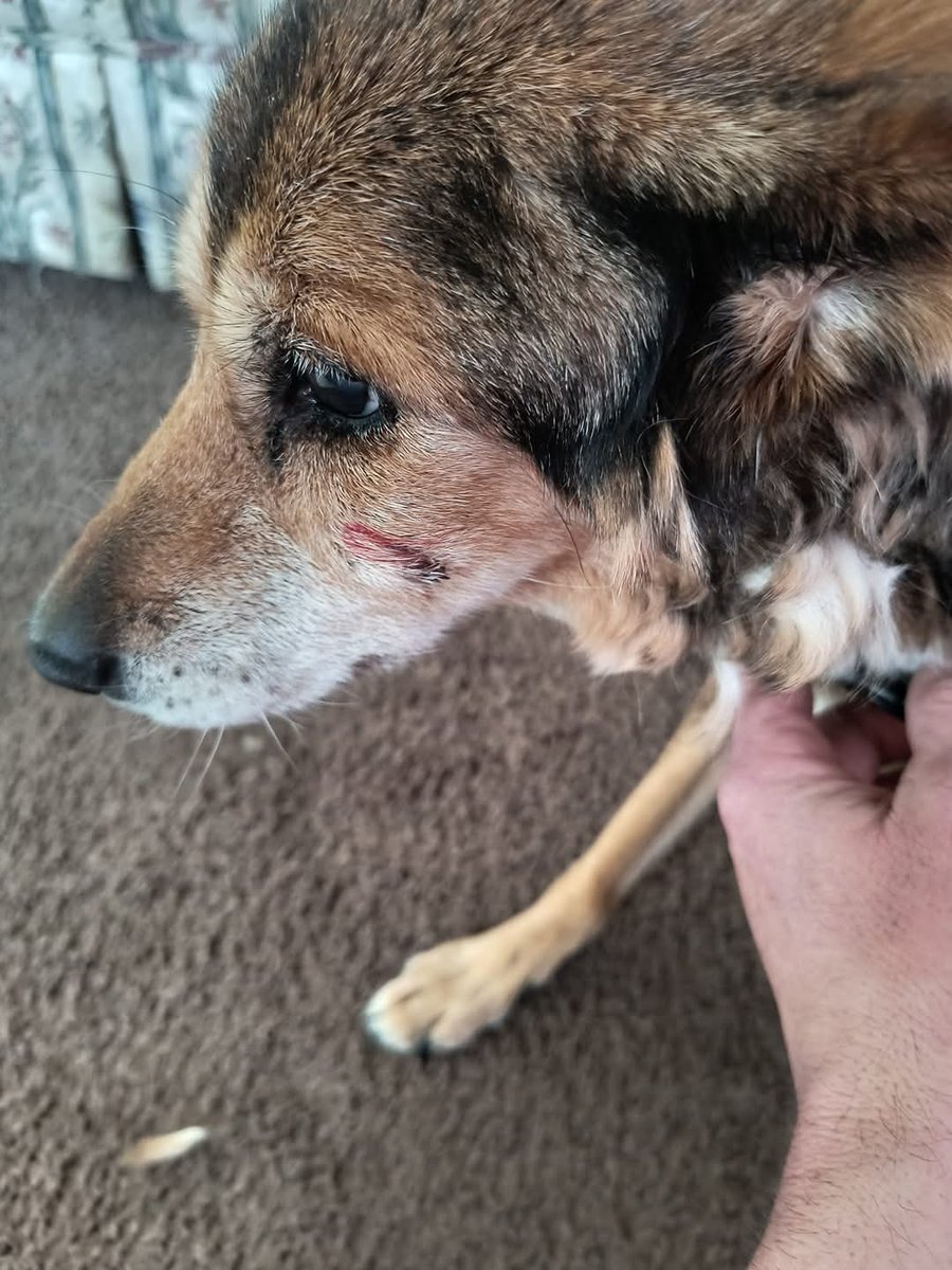 10_millons's tweet photo. @DarkContinet ENCONTRE ESTE PERRITO ESTA MUY MAL POR SI ALGUIEN GUSTA APOYAR CON ALGO PARA LLEVARLO AL VETERINARIO LES AGRADESERIA LES DEJO EL NUMERO DE CUENTA POR SI QUIEREN O PUEDEN 014028250138050737 A VECES GASTAMOS EN COSAS QUE NI OCUPAMOS ANIMO https://t.co/KLkwPHGNdg