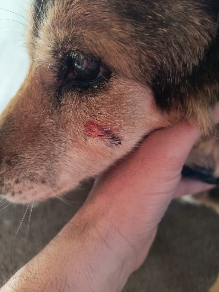 10_millons's tweet photo. @iamrubenhdz ENCONTRE ESTE PERRITO ESTA MUY MAL POR SI ALGUIEN GUSTA APOYAR CON ALGO PARA LLEVARLO AL VETERINARIO LES AGRADESERIA LES DEJO EL NUMERO DE CUENTA POR SI QUIEREN O PUEDEN 014028250138050737 A VECES GASTAMOS EN COSAS QUE NI OCUPAMOS ANIMO https://t.co/vW11w2yye2