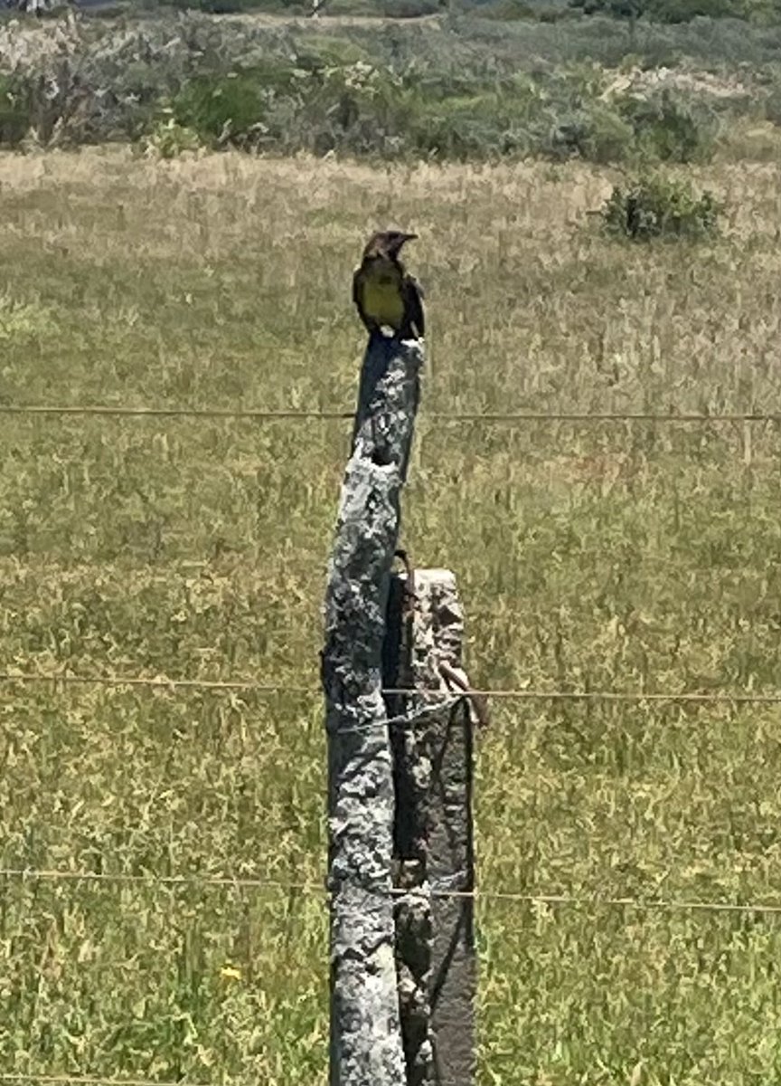 albertosilvauy's tweet photo. En #Valizas, en la estancia sobre el arroyo donde un viejo cause del mismo mantiene un gran monte con toda la vegetación nativa, me crucé con una bandada de estos pájaros, que no supe reconocer.
Alguien conoce su nombre?
Gracias. https://t.co/PSg8BZFwyp