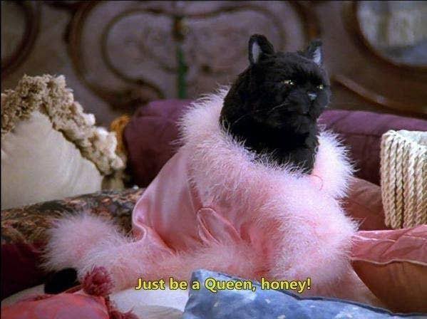 I believe in the black cat supremacy 🖤