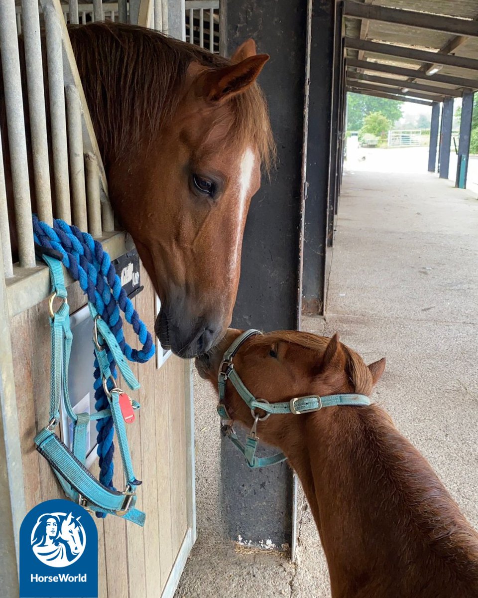HorseWorldTrust's tweet photo. We told Red and Charlie that it is #KissAGingerDay and as respecting gingers themselves, they just had to be involvedππ
Make sure to give your ginger ponies an EXTRA special kiss today (and your other ginger pets too!)π§‘
#ChestnutPonies #RescueHorses #HorseLovers #CutePonies https://t.co/1GDbvFjlys