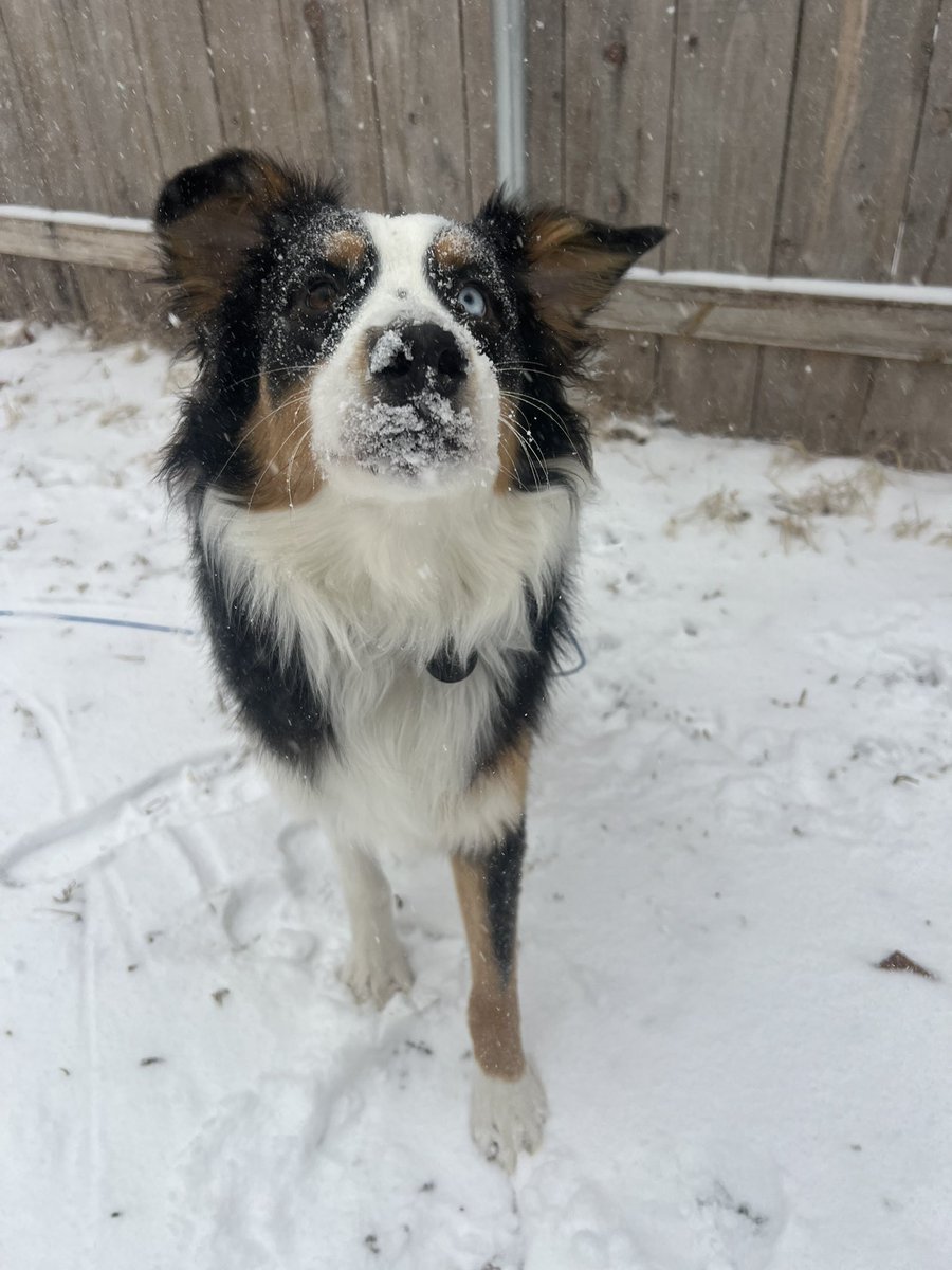multimel_9's tweet photo. @scenequeenrocks @joeyfleming It was Grizzly’s first snow too! He loves being outside even more than before ☺️ https://t.co/FC41ecS7bU