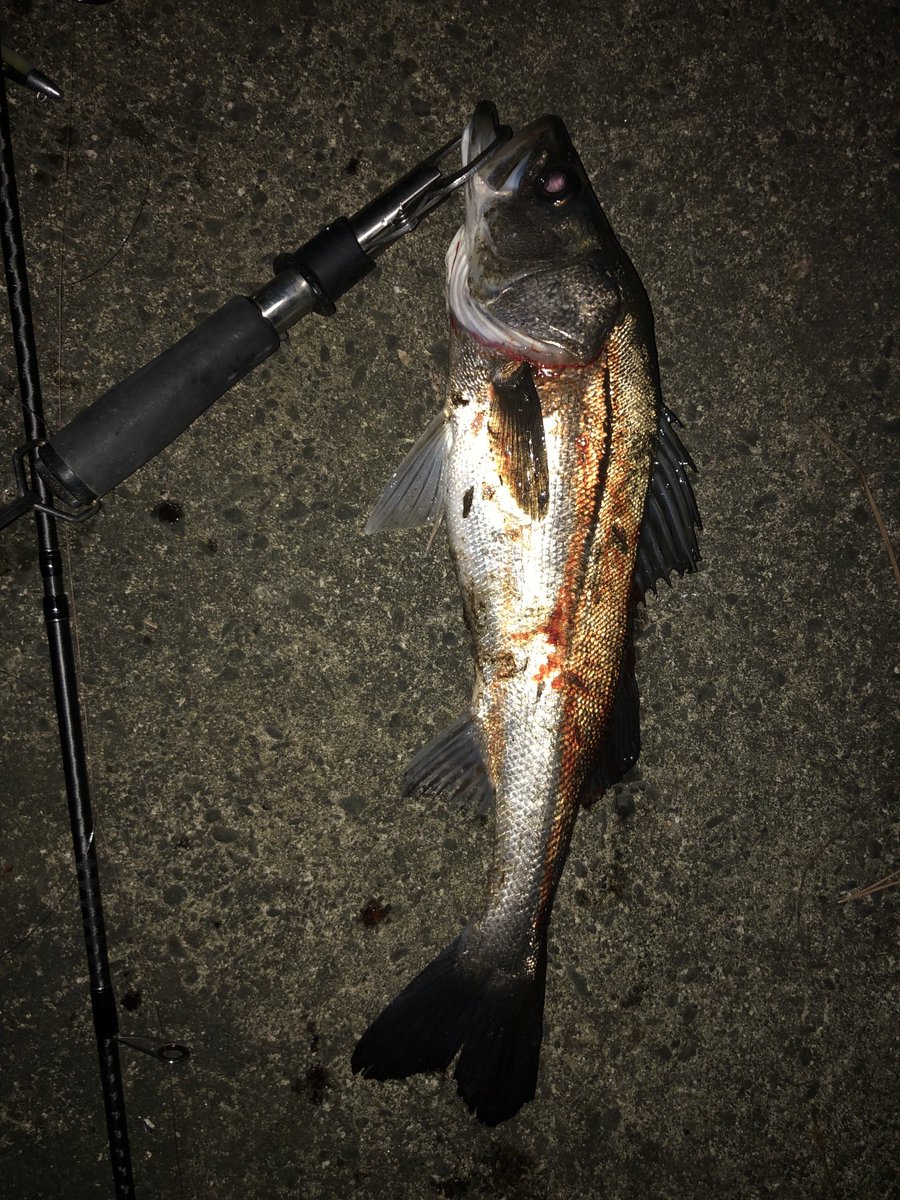 お正月休み中の日中に釣りに行った時に滑って転んだのでスパイク長靴買いました。
昨日、ナイトで使用しましたが快適に釣りをする事が出来ました！
昨日は今年初シーバス43cmキャッチできました。
昨日は気が付かなかったけど体型が変ですねー
頭と尻のバランスが変⁉️