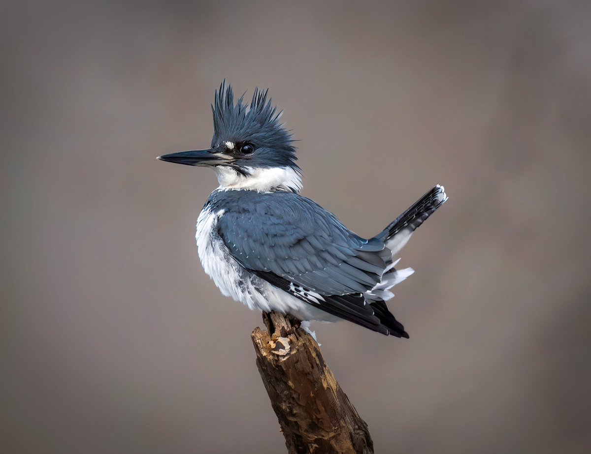 Josh Morgan tweet media