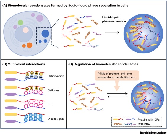 Biomolecular condensates: phasing in regulated host–pathogen interactions dlvr.it/THJVZm