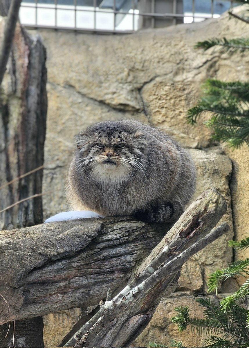 Daily Manul (@dailymanul) on Twitter photo 