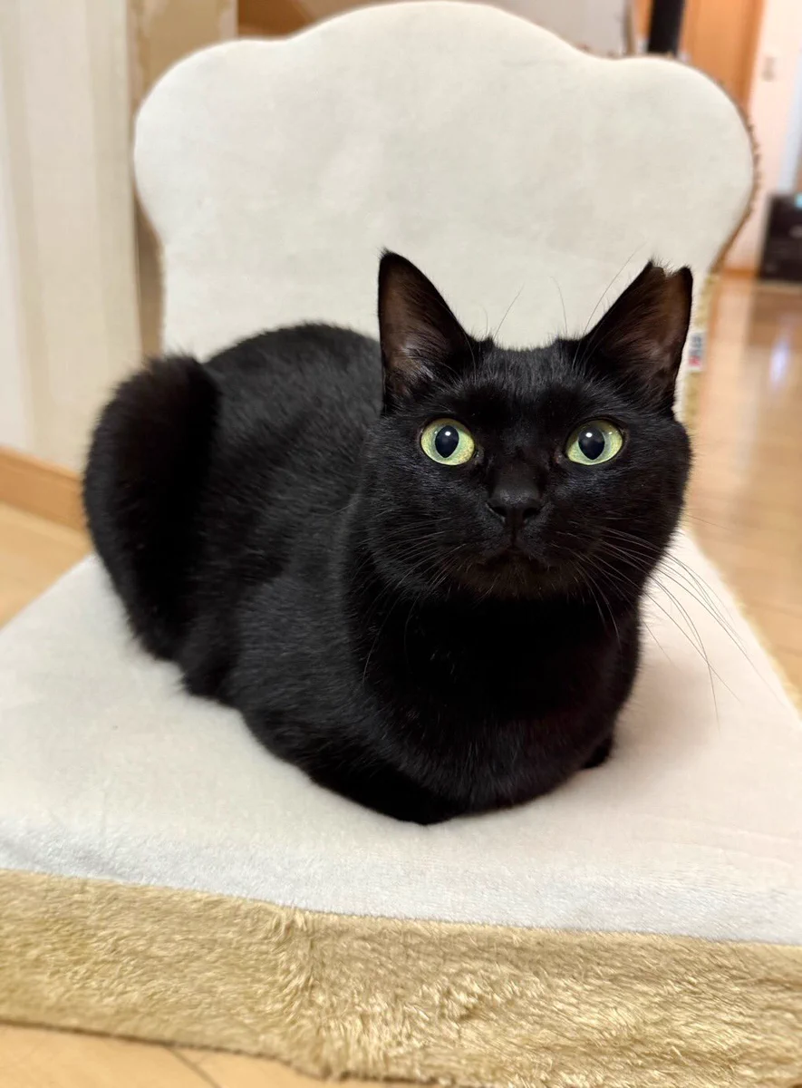 黒猫あんこ GhDV-8HawAEDUEB?format=webp&