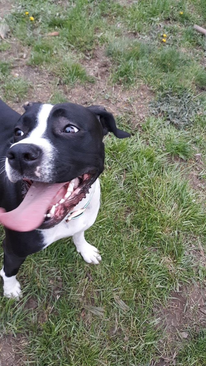 cadearcheron's tweet photo. mf got the zoomies as if he didnt just take a massive dump in his crate

a certified stinky nasty boy https://t.co/NClheqvZB3