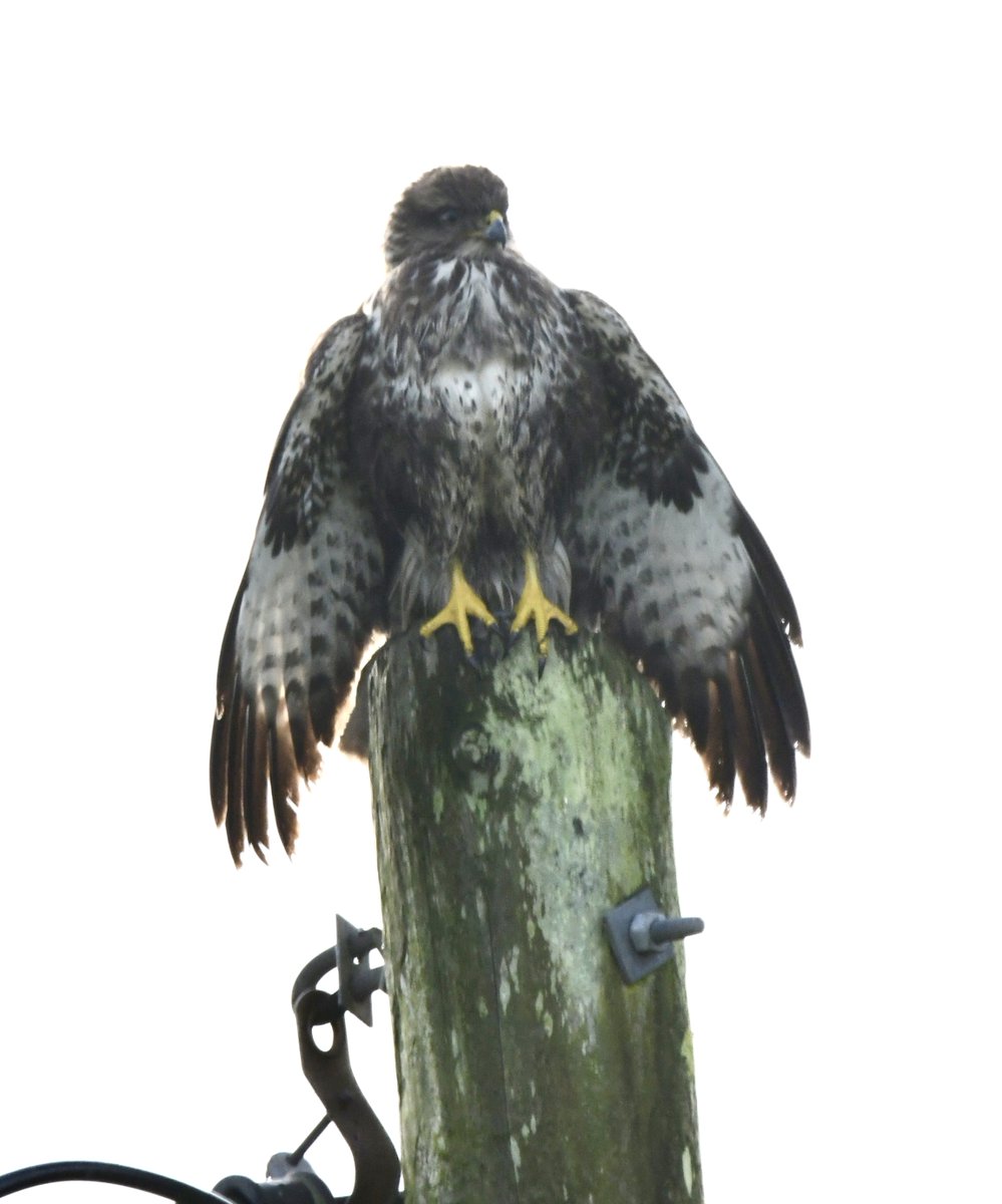 oconken's tweet photo. Buzzard at Lough Hyne West Cork https://t.co/4uonz8trCc