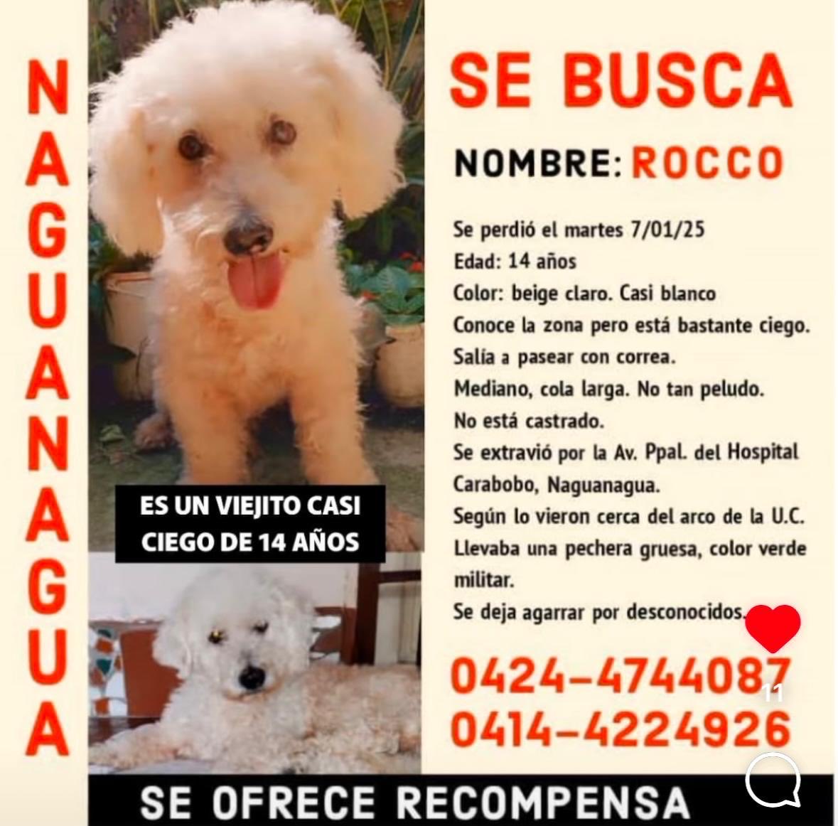 NuriTrejo's tweet photo. #11Ene #TWITTAZO #X SIN DESESPERANZA. ÉL ES ROCCO👇#Extraviado en Naguanagua #Carabobo. Tiene limitación visual. Por favor, #Difundamos. Si lo ves, resguarda y llama a los N° de la imagen donde hay más detalles. Gracias! #LuluSomosTodos https://t.co/X9VgHVtXNK