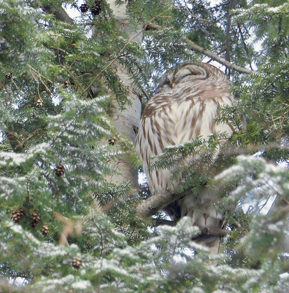 RoppityPhotos's tweet image. Good Night Everyone.  #Harry #Hemlock #Tree #Wildlife #Photography #BarredOwl #Owls #Birds