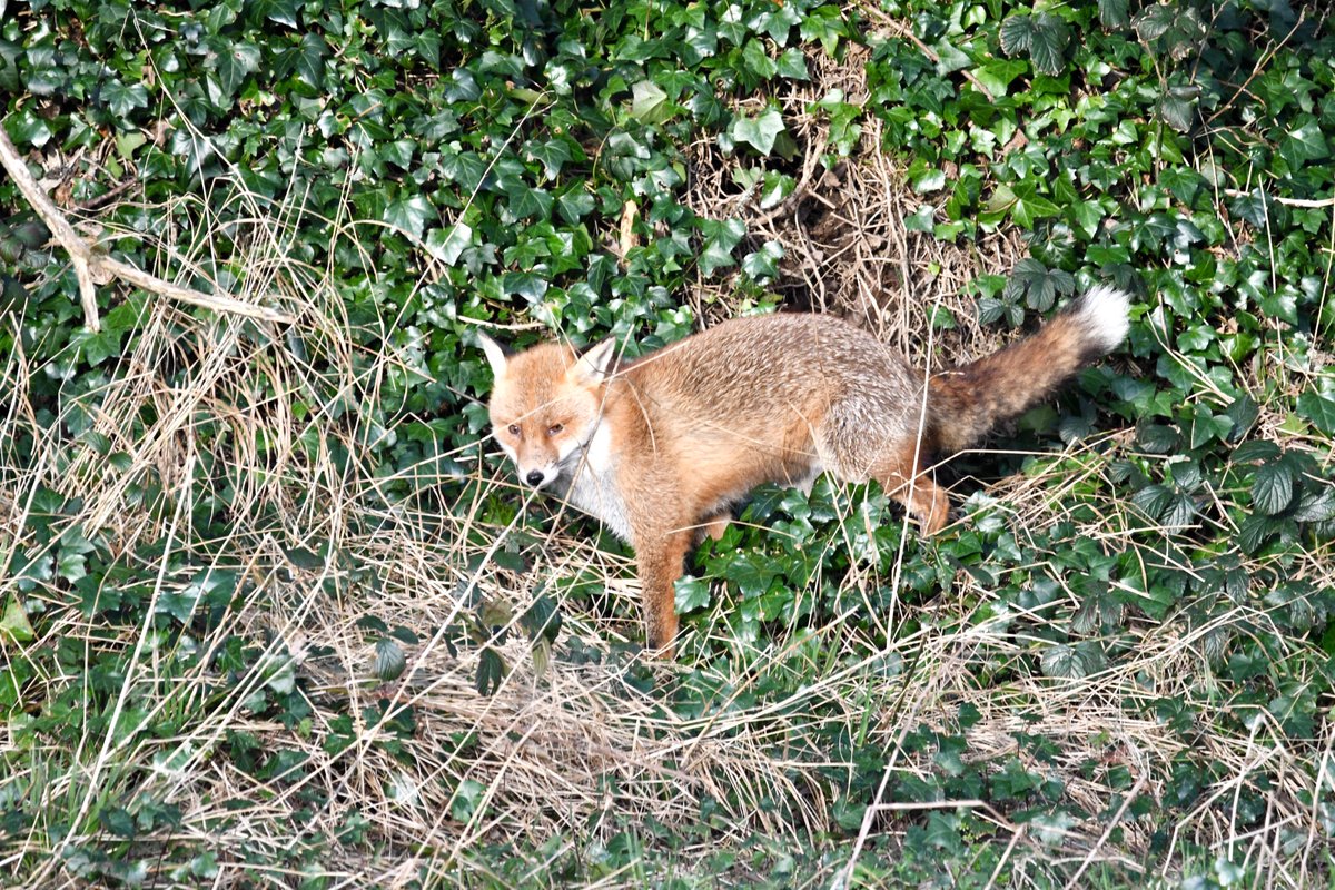 oconken's tweet photo. A few pics over Christmas. Bandon river Fox's ,Redwing and GN Diver at Courtmacsherry. https://t.co/IWoecsiI3k