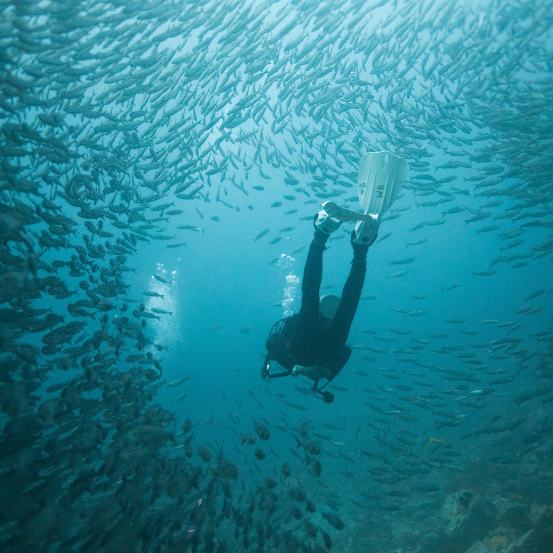 insiders_ec's tweet photo. The #GalapagosIslands are a paradise like no other. 📷📷 Imagine walking alongside #gianttortoises, #snorkeling with playful sea lions, and witnessing the charm of seabirds with bright blue feet in their natural dance. https://t.co/6MDOGk5KNa