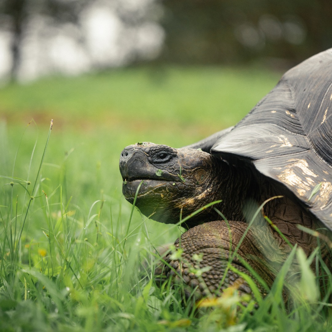 insiders_ec's tweet photo. The #GalapagosIslands are a paradise like no other. 📷📷 Imagine walking alongside #gianttortoises, #snorkeling with playful sea lions, and witnessing the charm of seabirds with bright blue feet in their natural dance. https://t.co/6MDOGk5KNa