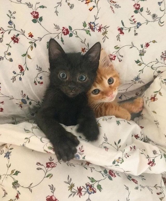 Kitty archives ♡ (@puppierz) on Twitter photo 