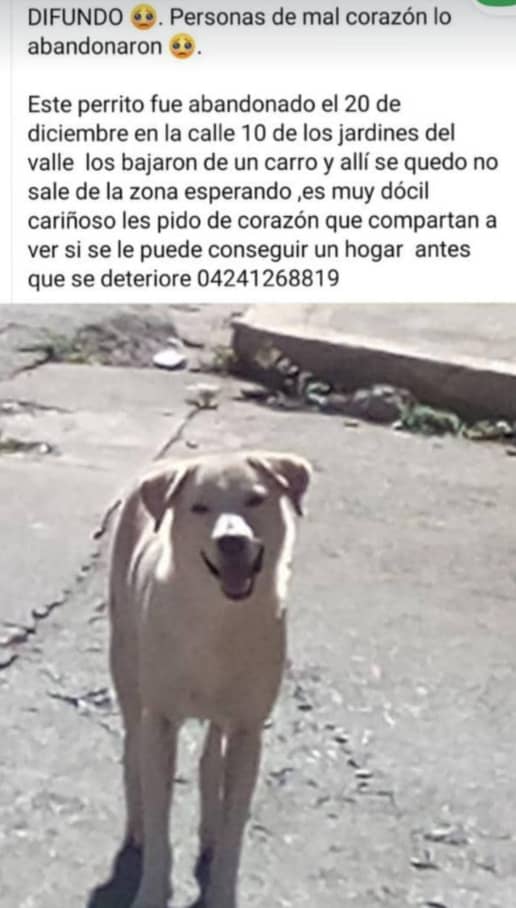 RamsesVazBlanco's tweet photo. Reenviado. Abandonado. Gracias 🙏🐶🐾💔😔 @AyudaPerroGatos @PerroUsuario @SomosNevado @refugiomigema @RefugioElValle @manosdlsangeles https://t.co/UCCanUlPDp