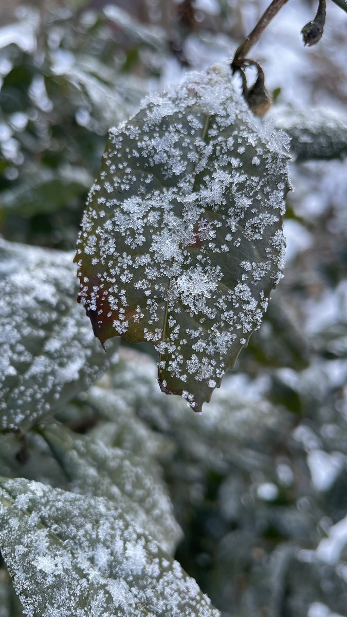 ❄️