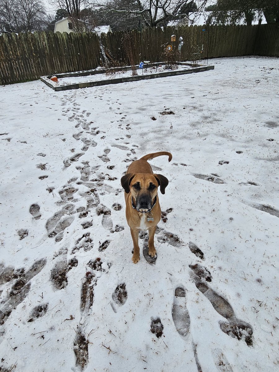 just4jax72's tweet photo. @KatieCollettTV @WAVY_News @WAVY_Weather Austin feels the same way in Chesapeake!! https://t.co/es1KrTNQw1