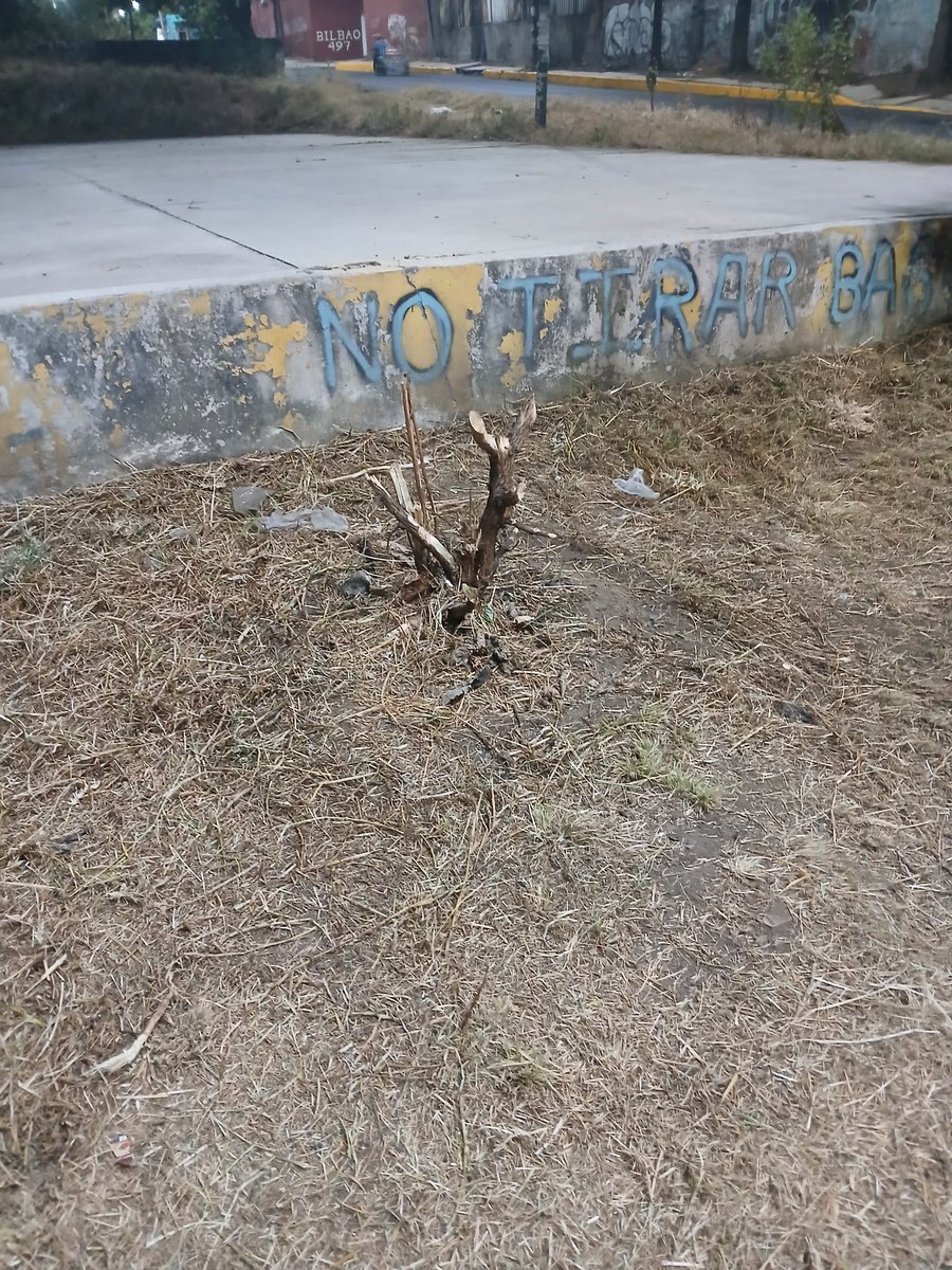 EduardooCastel's tweet photo. @Alc_Iztapalapa @ALEIDAALAVEZ @Pakochanona1 los iba a reconocer pero como puede ser posible que cortaron arboles nativos que los vecinos habíamos plantado hace un más de un año !!!! precisamente tenían llantas para indicar que no se cortaran @ChaponerosCE ayuda!!! @PROFEPA_Mx https://t.co/1TQzLN0YPs