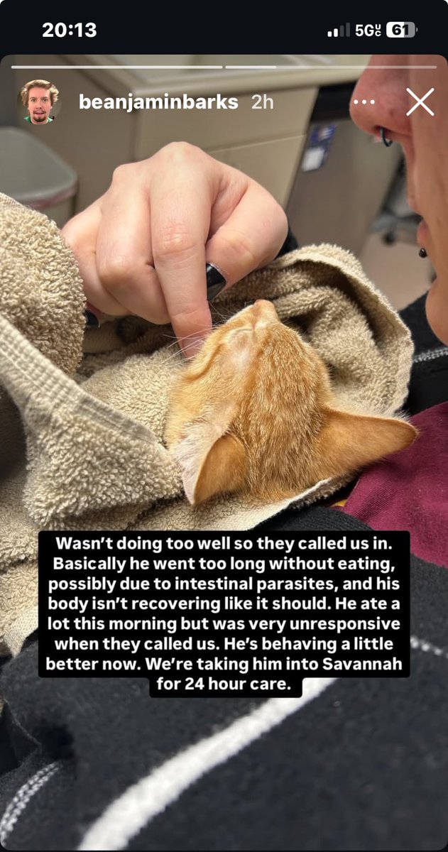 Thorns1342's tweet photo. Can I enjoy being a cat mom please? I am struggling. https://t.co/ULlI2f0ChZ