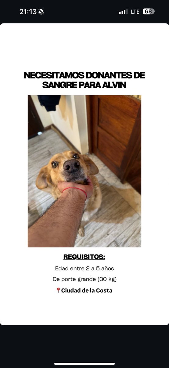 b_diezz's tweet photo. Es mi perro, necesita donante para una extracción del bazo. Agradezco puedan compartir o decirme si saben de alguien! 

093910878 https://t.co/hqgGnzhNw7