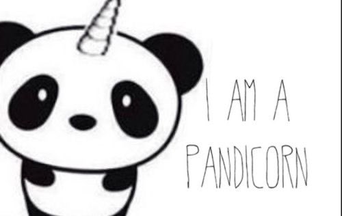 rilikespho's tweet image. i am a #pandicorn