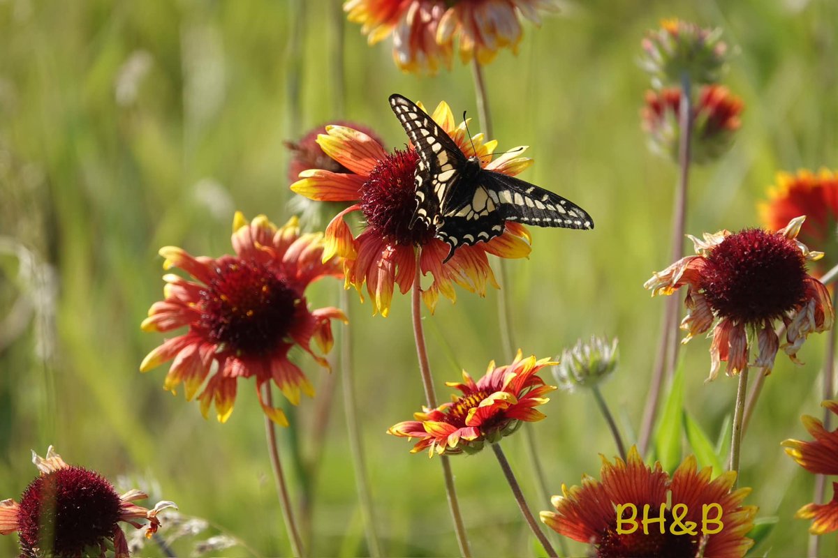 mariewho2's tweet photo. 'Swallowtail on Blanket Flowers' Big Horn Mountains, Sheridan, WY Photo Credit: Kathy Baker  Big Horns &amp; Beyond Photography
@NatGeo 
#butterfly #Wyoming #NaturePhotography #naturelovers #Peace https://t.co/aPW69FABeM