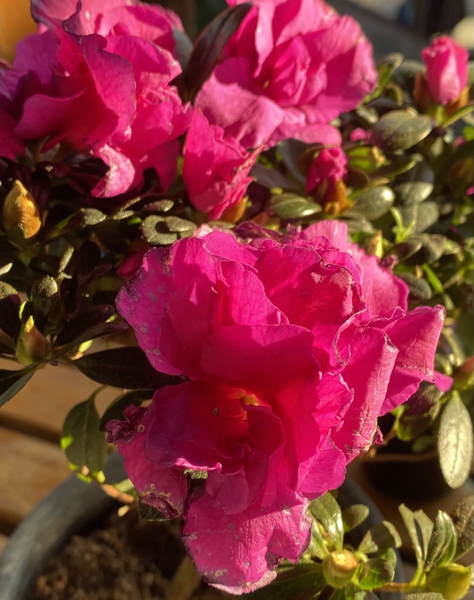 akom25785's tweet image. 