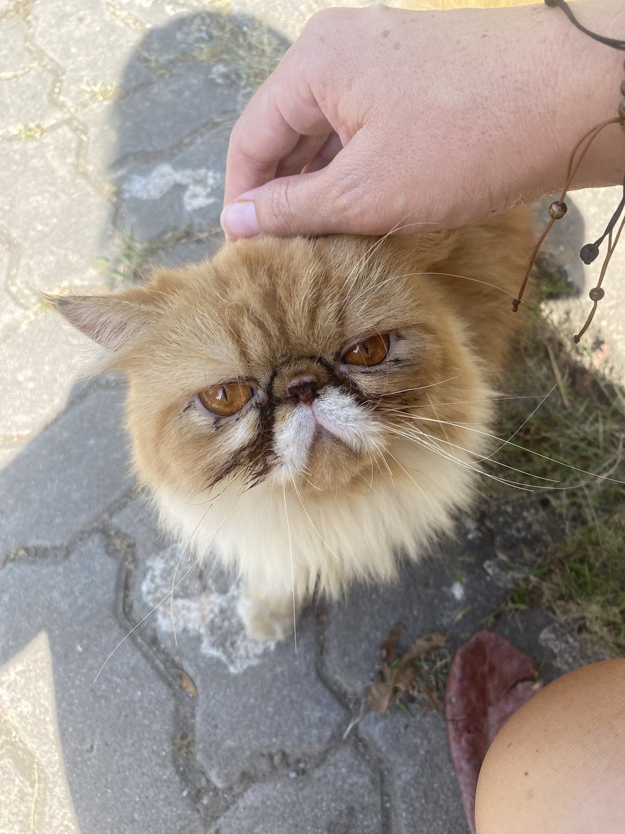 This_Is_Alexis_'s tweet photo. Thailand has the prettiest street cats https://t.co/g9G32J6fSJ