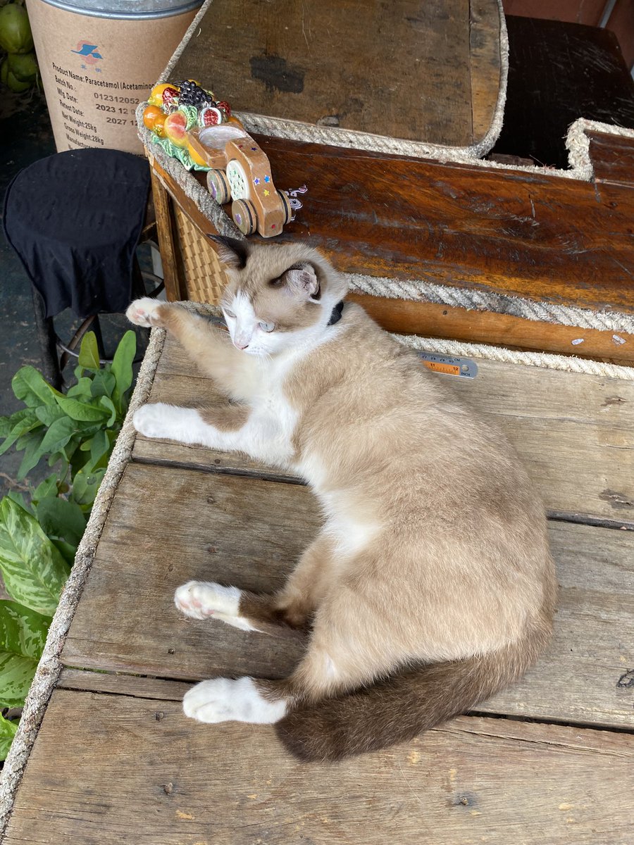 This_Is_Alexis_'s tweet photo. Thailand has the prettiest street cats https://t.co/g9G32J6fSJ