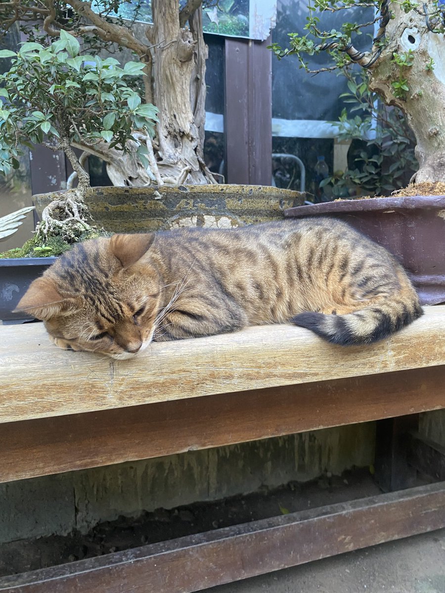This_Is_Alexis_'s tweet photo. Thailand has the prettiest street cats https://t.co/g9G32J6fSJ