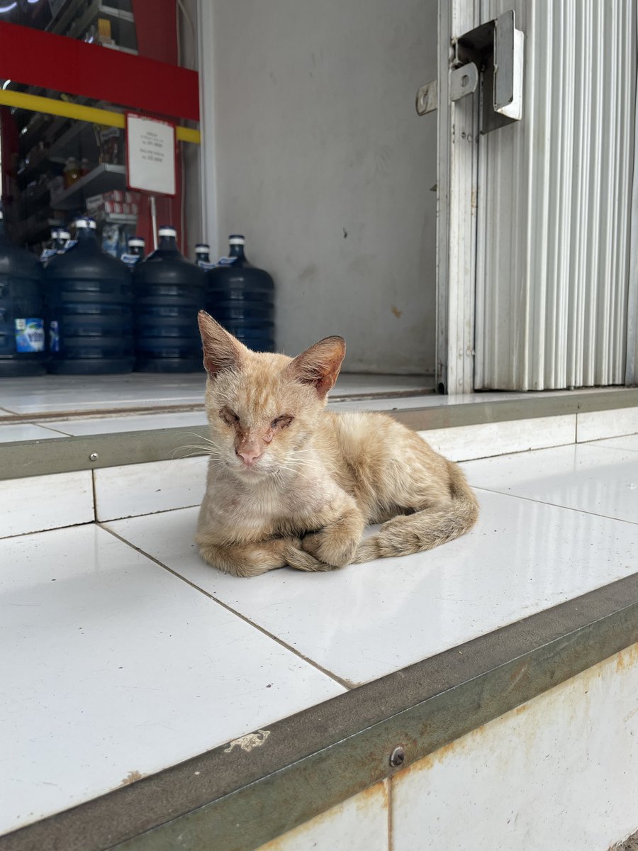 kuchingtaimu's tweet photo. Ketemu kucing buta di depan alfamart.. cuman bisa kasih makan 2 pouch wetfood😔
Meng, pasti kamu kesulitan banget ya cari makan dan minum😔😔

Semoga banyak yang ngasi kamu makan dan minum yah.

Titik point : Alfamart depan TK Islam Al Hikmah, Bekasi https://t.co/3lS5xkhGNB
