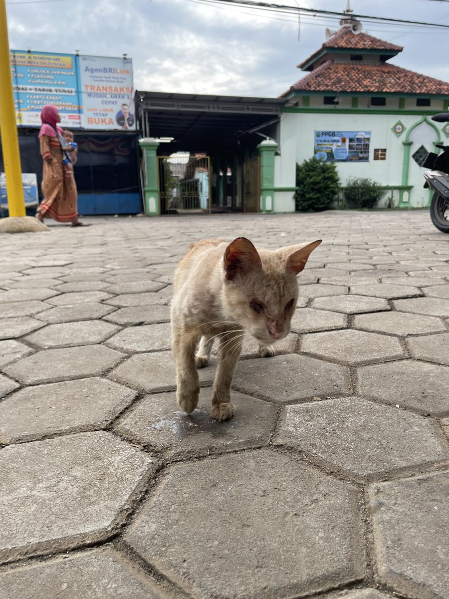kuchingtaimu's tweet photo. Ketemu kucing buta di depan alfamart.. cuman bisa kasih makan 2 pouch wetfood😔
Meng, pasti kamu kesulitan banget ya cari makan dan minum😔😔

Semoga banyak yang ngasi kamu makan dan minum yah.

Titik point : Alfamart depan TK Islam Al Hikmah, Bekasi https://t.co/3lS5xkhGNB