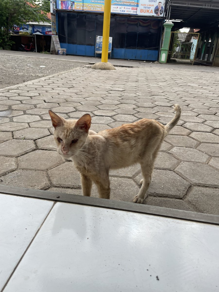 kuchingtaimu's tweet photo. Ketemu kucing buta di depan alfamart.. cuman bisa kasih makan 2 pouch wetfood😔
Meng, pasti kamu kesulitan banget ya cari makan dan minum😔😔

Semoga banyak yang ngasi kamu makan dan minum yah.

Titik point : Alfamart depan TK Islam Al Hikmah, Bekasi https://t.co/3lS5xkhGNB