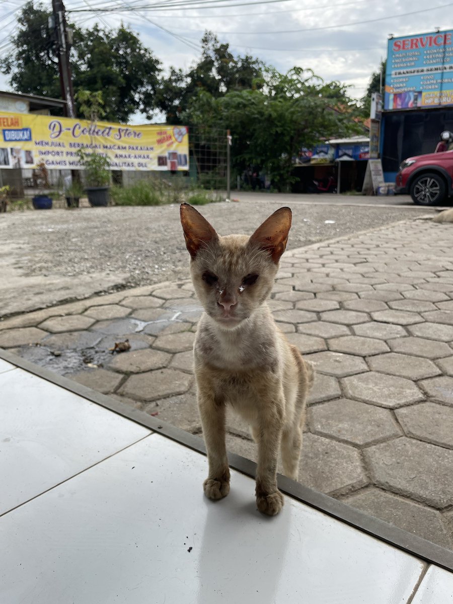 kuchingtaimu's tweet photo. Ketemu kucing buta di depan alfamart.. cuman bisa kasih makan 2 pouch wetfood😔
Meng, pasti kamu kesulitan banget ya cari makan dan minum😔😔

Semoga banyak yang ngasi kamu makan dan minum yah.

Titik point : Alfamart depan TK Islam Al Hikmah, Bekasi https://t.co/3lS5xkhGNB