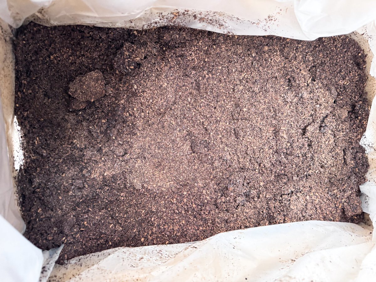 tokuru_M's tweet image. #カブト1番 #Fortech #国産カブトムシ #幼虫
約20 年振りに原点回帰で国産カブトムシを飼育中。ケースのマットが糞だらけになっていたのでFortech初荷のG-Pot「福BOX」550/40ケースに加えてカブト1番JB 60Lを注文しました。昨日届いたので入れ替えました。糞は植栽の肥料に活用しました。😉👍