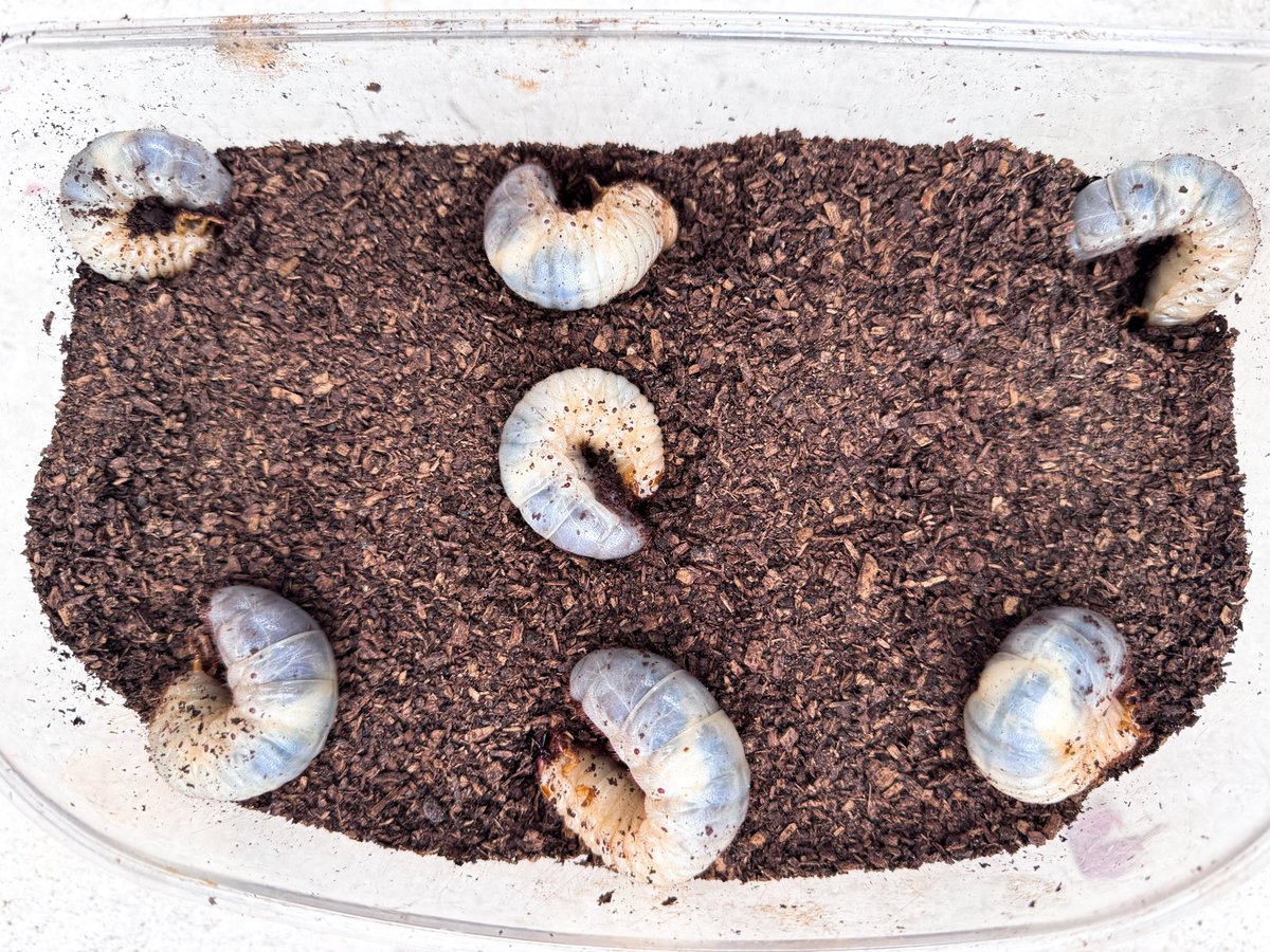 tokuru_M's tweet image. #カブト1番 #Fortech #国産カブトムシ #幼虫
約20 年振りに原点回帰で国産カブトムシを飼育中。ケースのマットが糞だらけになっていたのでFortech初荷のG-Pot「福BOX」550/40ケースに加えてカブト1番JB 60Lを注文しました。昨日届いたので入れ替えました。糞は植栽の肥料に活用しました。😉👍