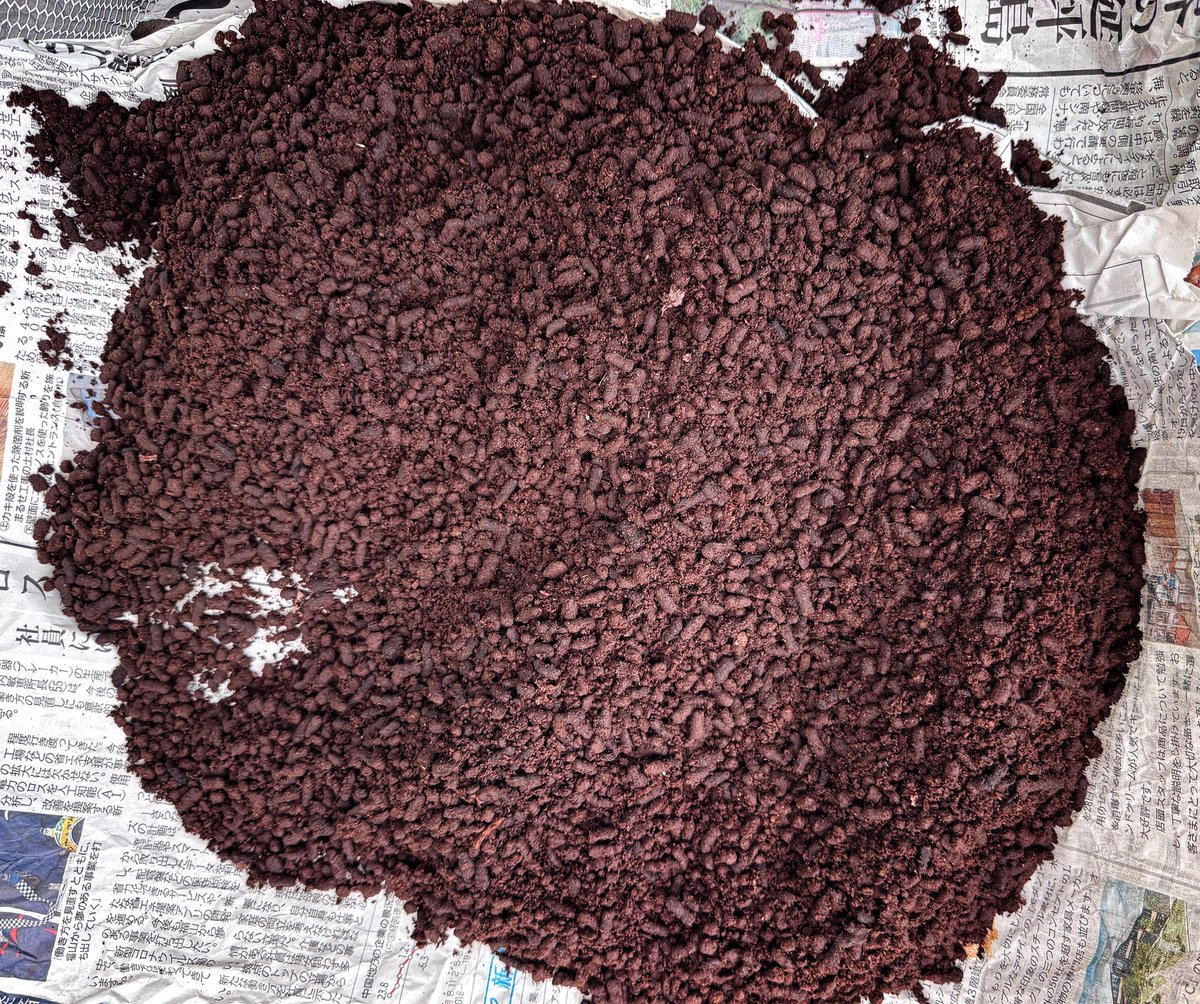 tokuru_M's tweet image. #カブト1番 #Fortech #国産カブトムシ #幼虫
約20 年振りに原点回帰で国産カブトムシを飼育中。ケースのマットが糞だらけになっていたのでFortech初荷のG-Pot「福BOX」550/40ケースに加えてカブト1番JB 60Lを注文しました。昨日届いたので入れ替えました。糞は植栽の肥料に活用しました。😉👍