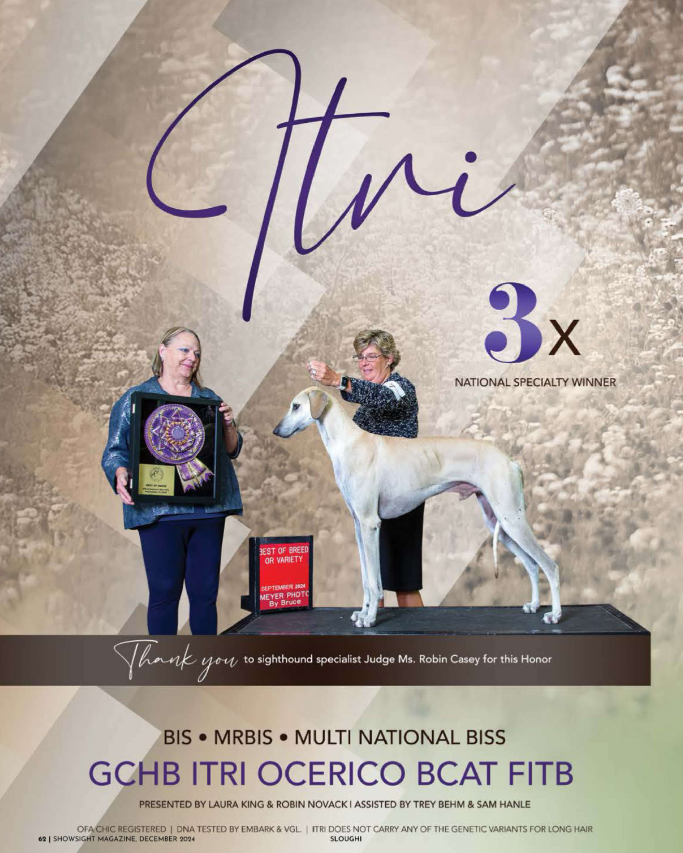 Showsight's tweet photo. BIS MRBIS MULTI NATIONAL BISS GCHB ITRI OCERICO BCAT FITB
Say Hi to Itri 🐾
https://t.co/LXfCKvNcXu
#sloughi #purebred #dogshow #dogshow2025 #bestinshow #bestinshowsight #showsightmag https://t.co/9PY0ytLP98
