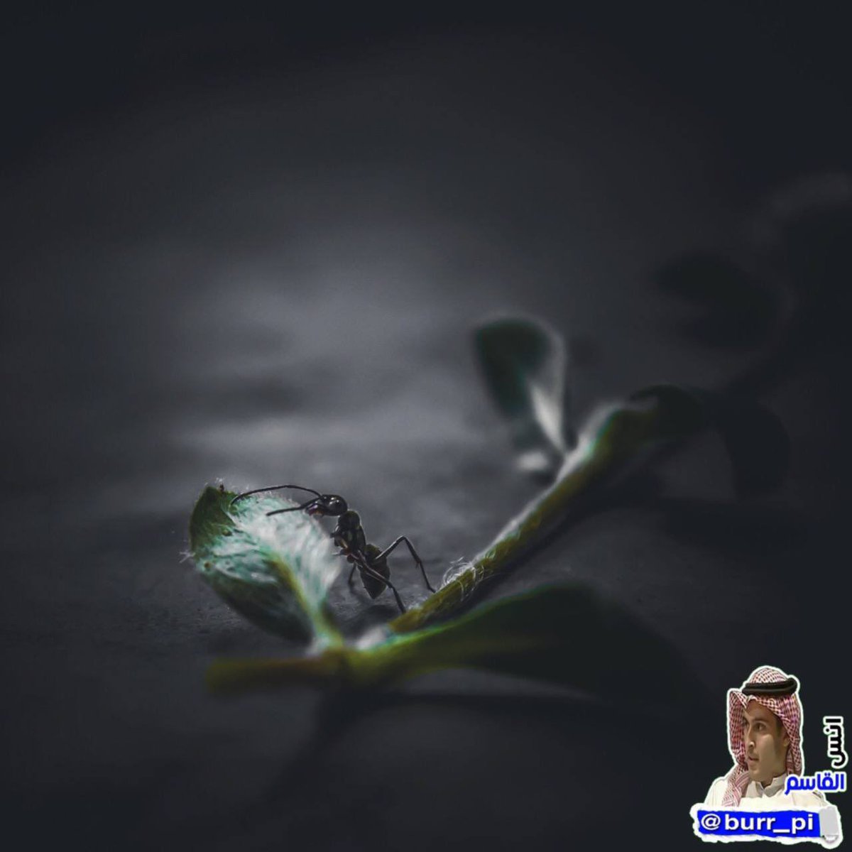 أنس القاسم tweet media