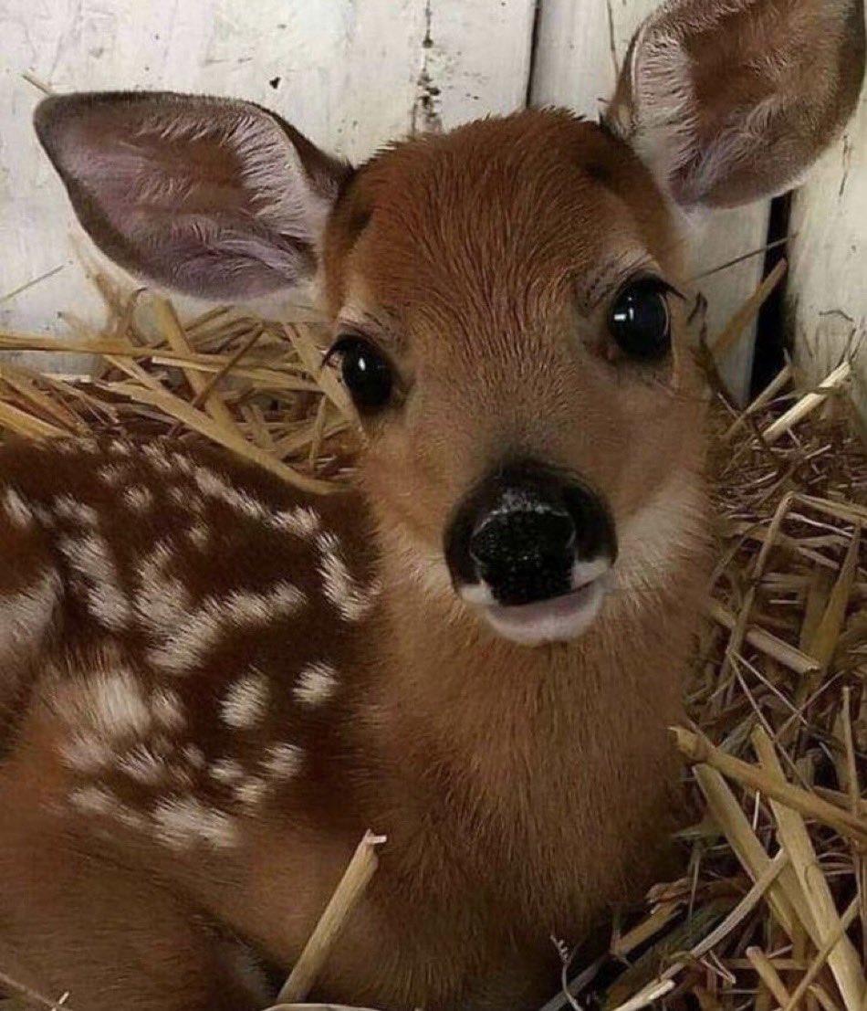 yohjiyamajoto's tweet image. The concept of skipping fish and chips and getting steamed mussels and a side of fries… #demure